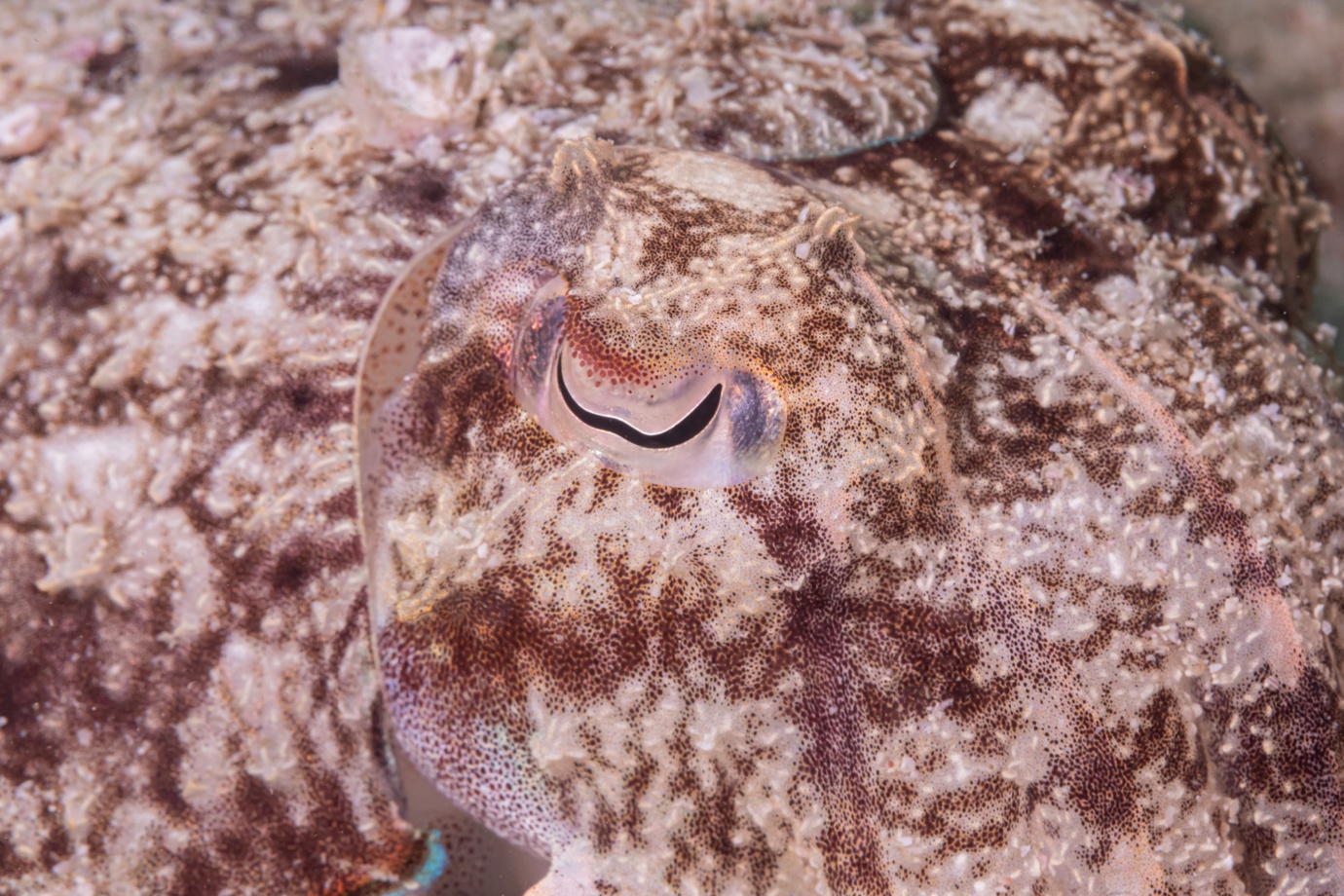 Cuttle Fish in Dibba Rock