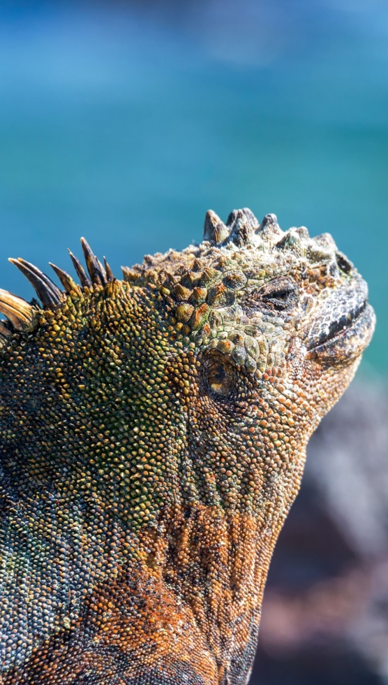 Marine Iguana