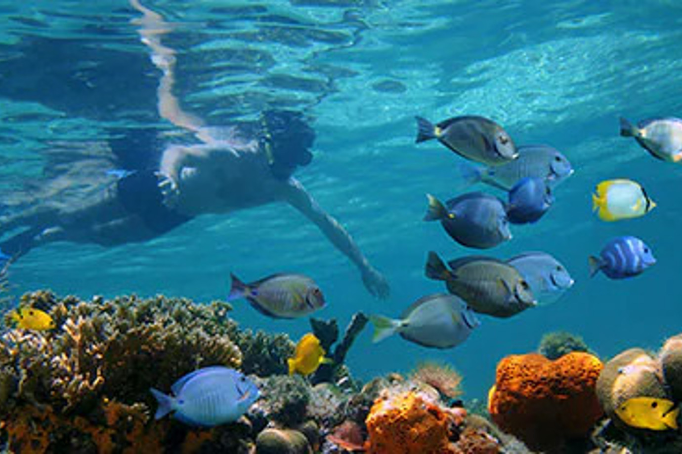 Snorkelling in Ocean Cay
