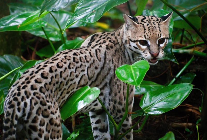 Ocelot