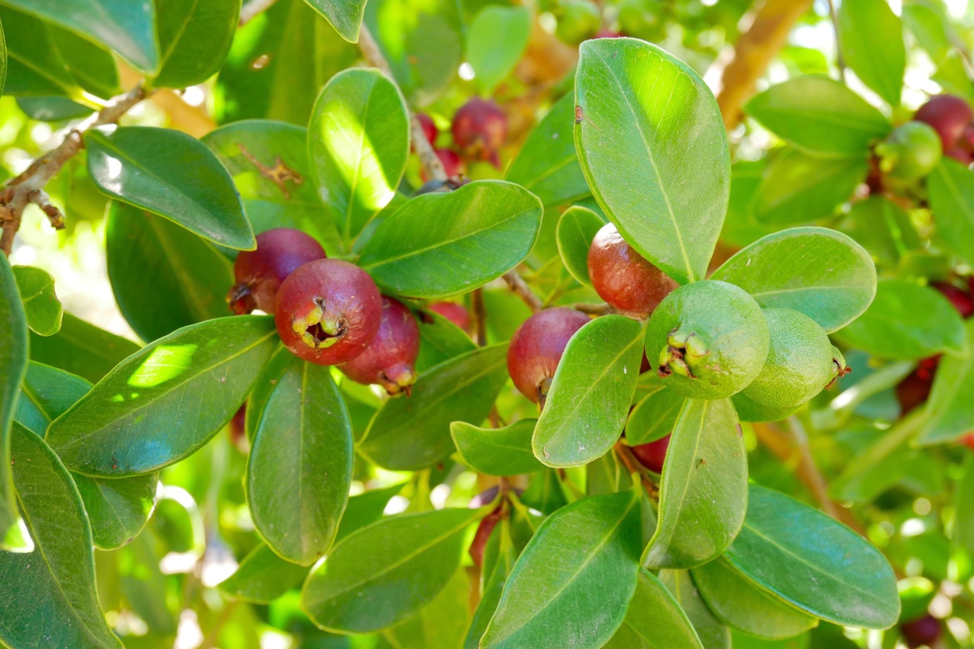 Guava-berry tree