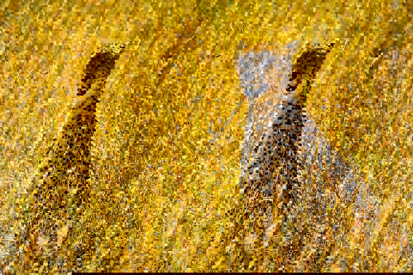 Masai Mara National Park, Kenya