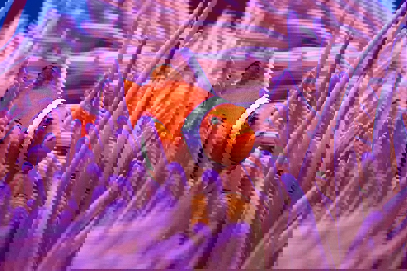 Clown Anemonefish, Cairns Aquarium