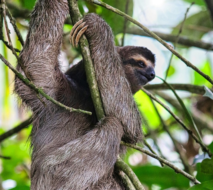 Sloth Puerto Limon