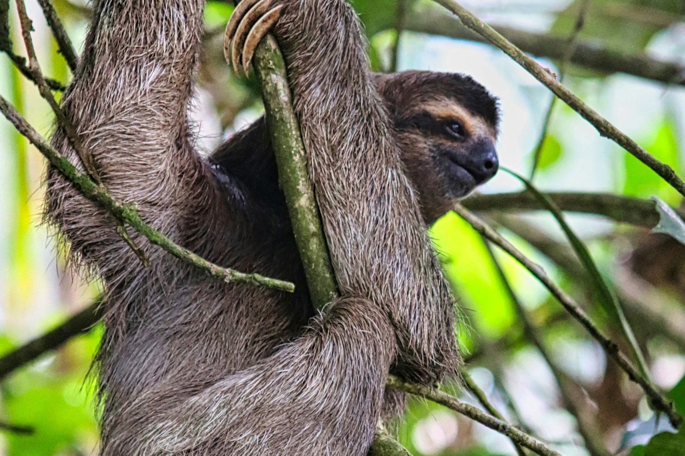 Sloth, Puerto Limón
