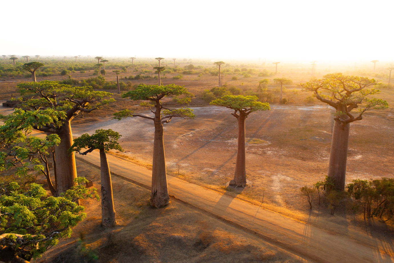 Avenue of Baobabs