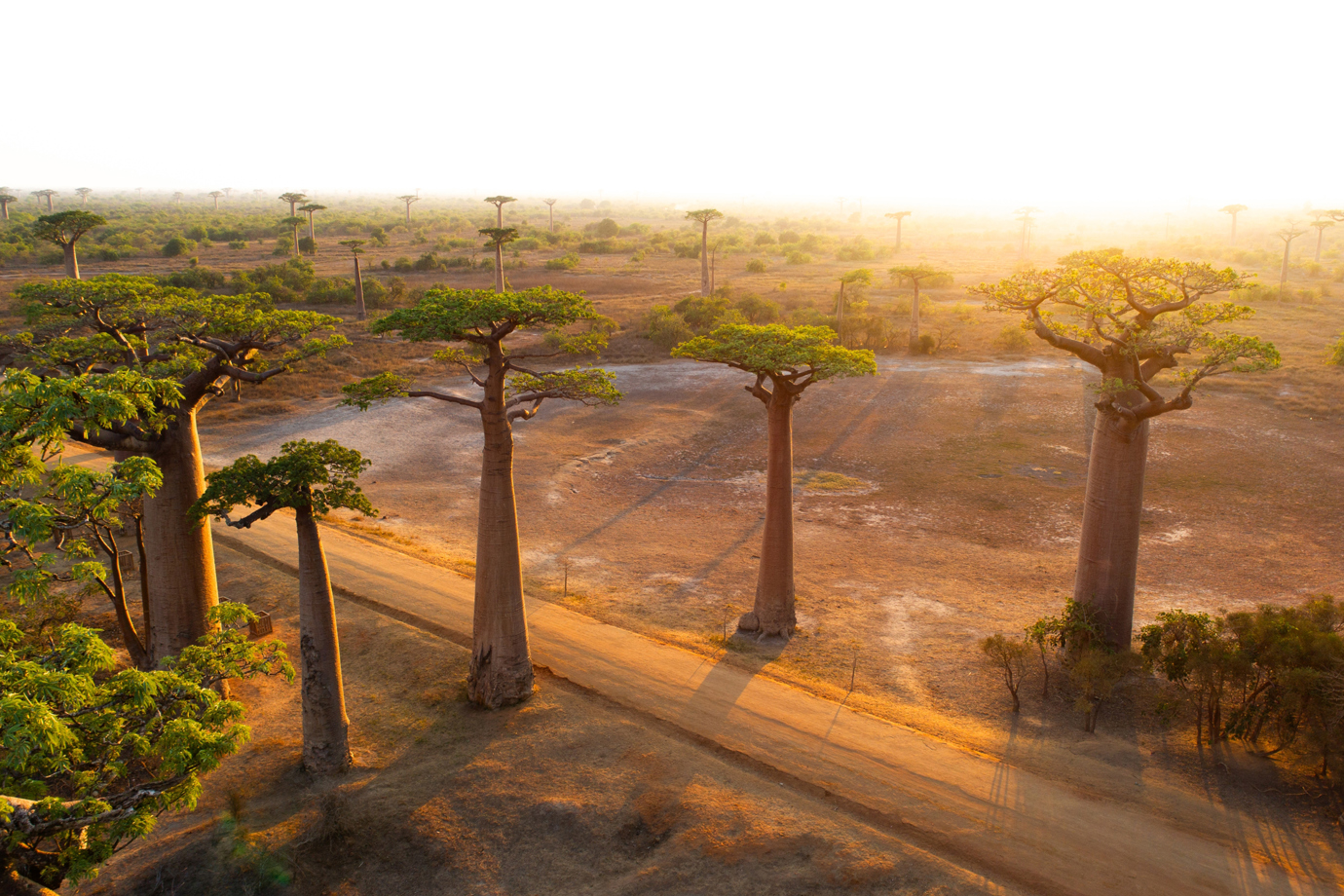 Avenue of Baobabs