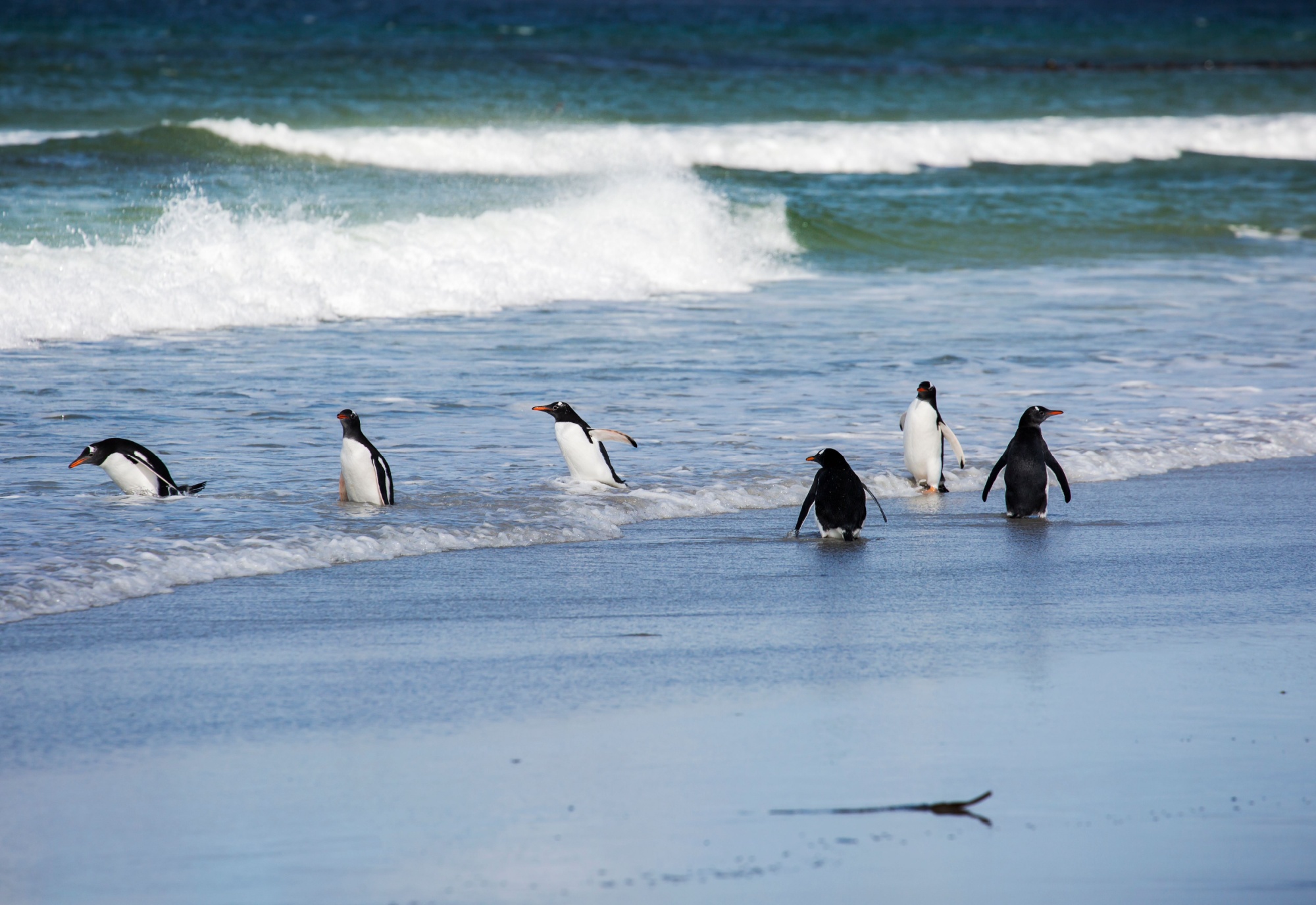 Shutterstock 1706904364 Stanley Falkland Islands