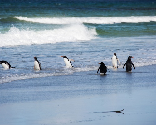 Shutterstock 1706904364 Stanley Falkland Islands