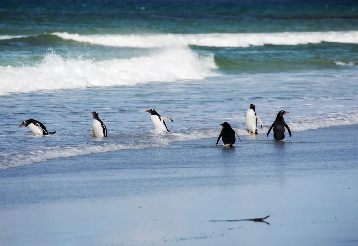 Shutterstock 1706904364 Stanley Falkland Islands