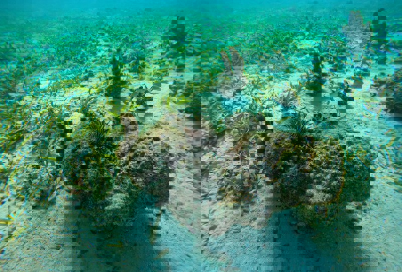 Caye Caulker, Belize Barrier Reef