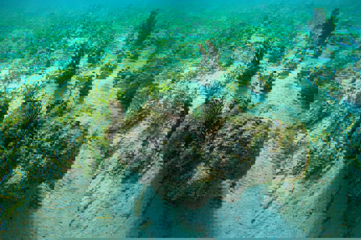 Caye Caulker, Belize Barrier Reef