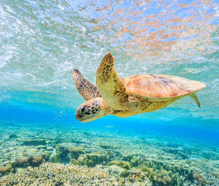 5* Luxury Australia & New Zealand Odyssey