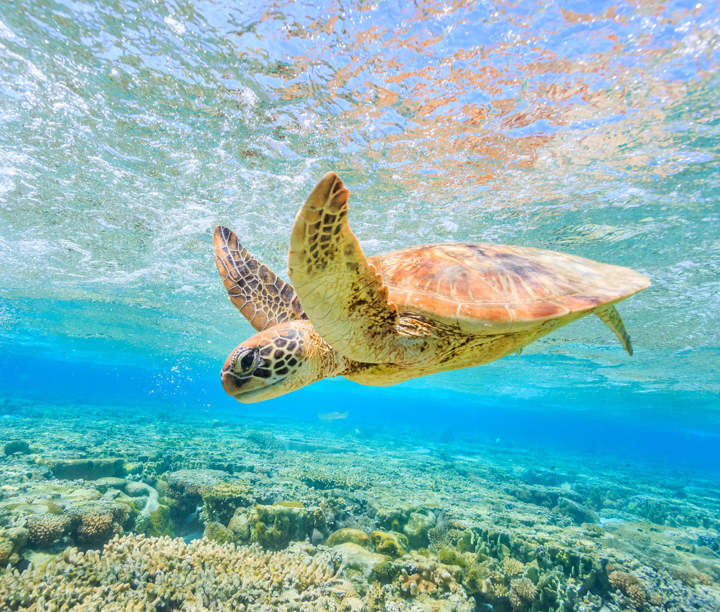 5* Icons of Australia: Reefs, Rainforests & Scenic Railways