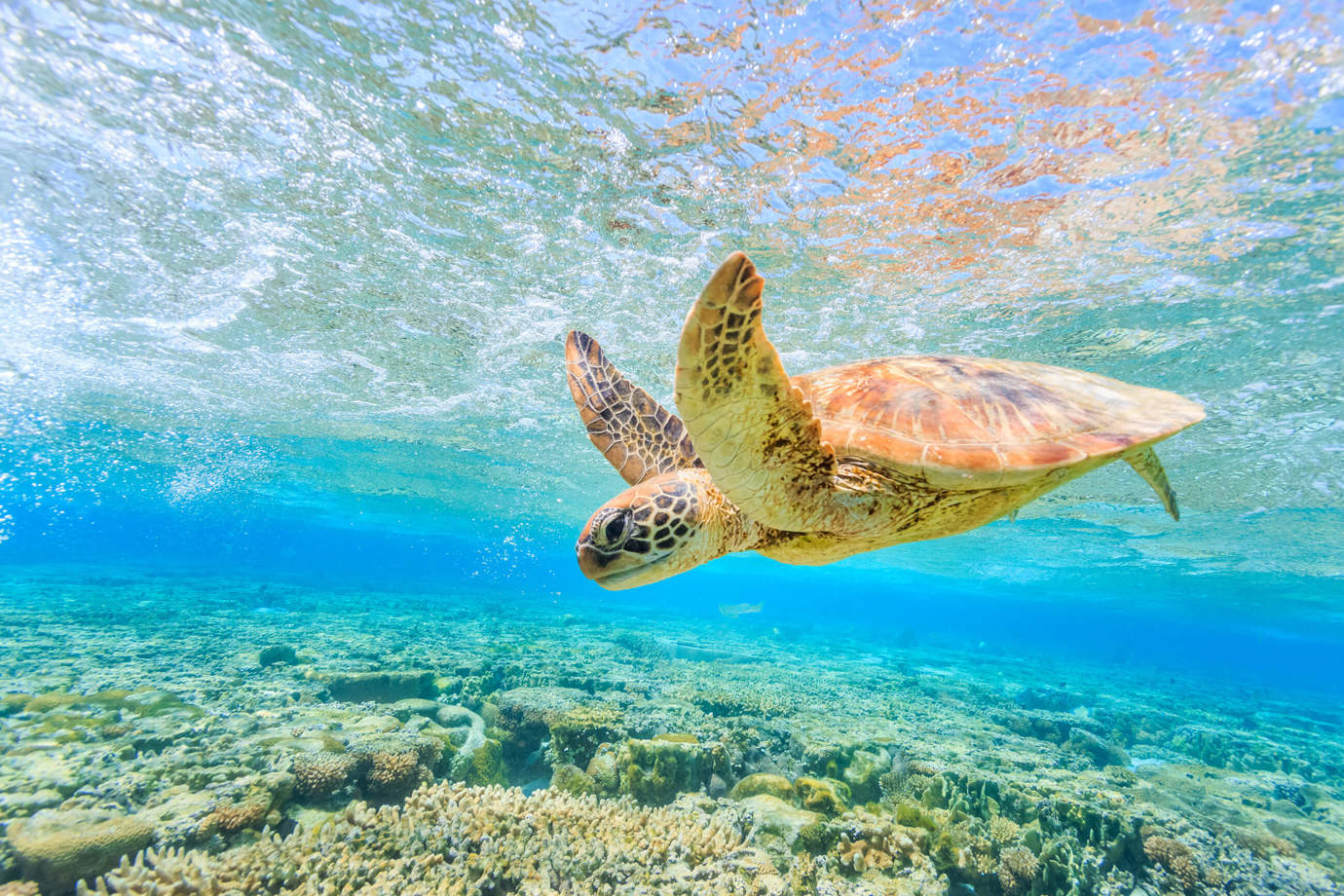 Sea turtle in the Great Barrier Reef