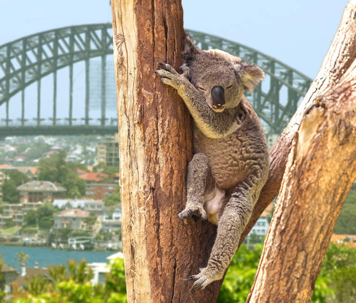 5* Signature Sights & Sounds of Australia & New Zealand: Koalas, Wine & Sunshine Coast
