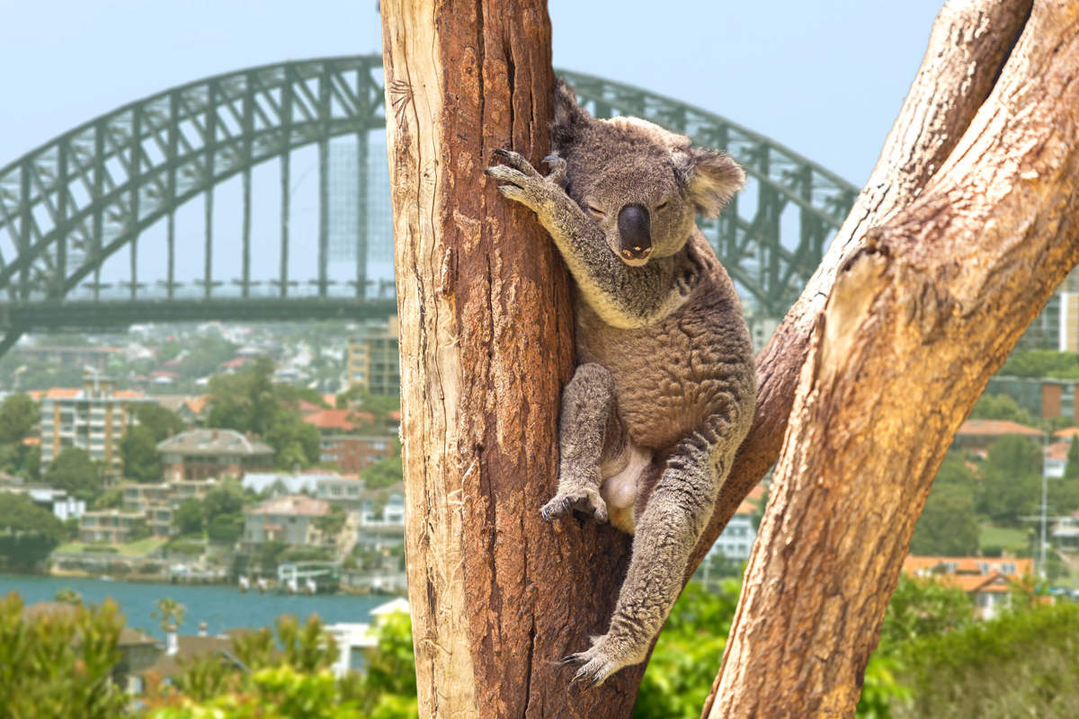 Shutterstock 205277002 Koala Sydney