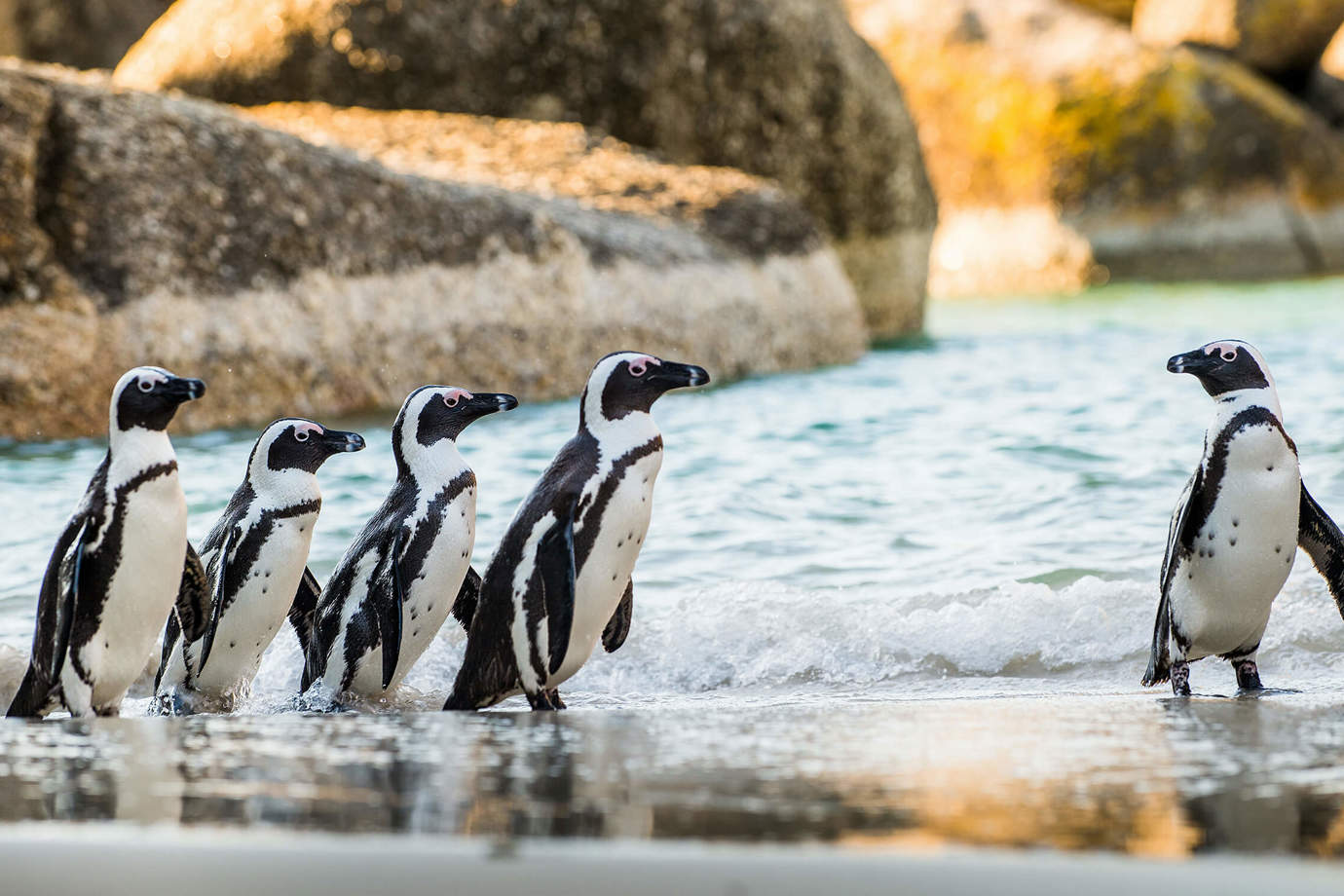 Boulders Beach, Cape Town, South Africa