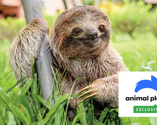 Princess Cruises Royal Princess Discovery at Sea 1.png