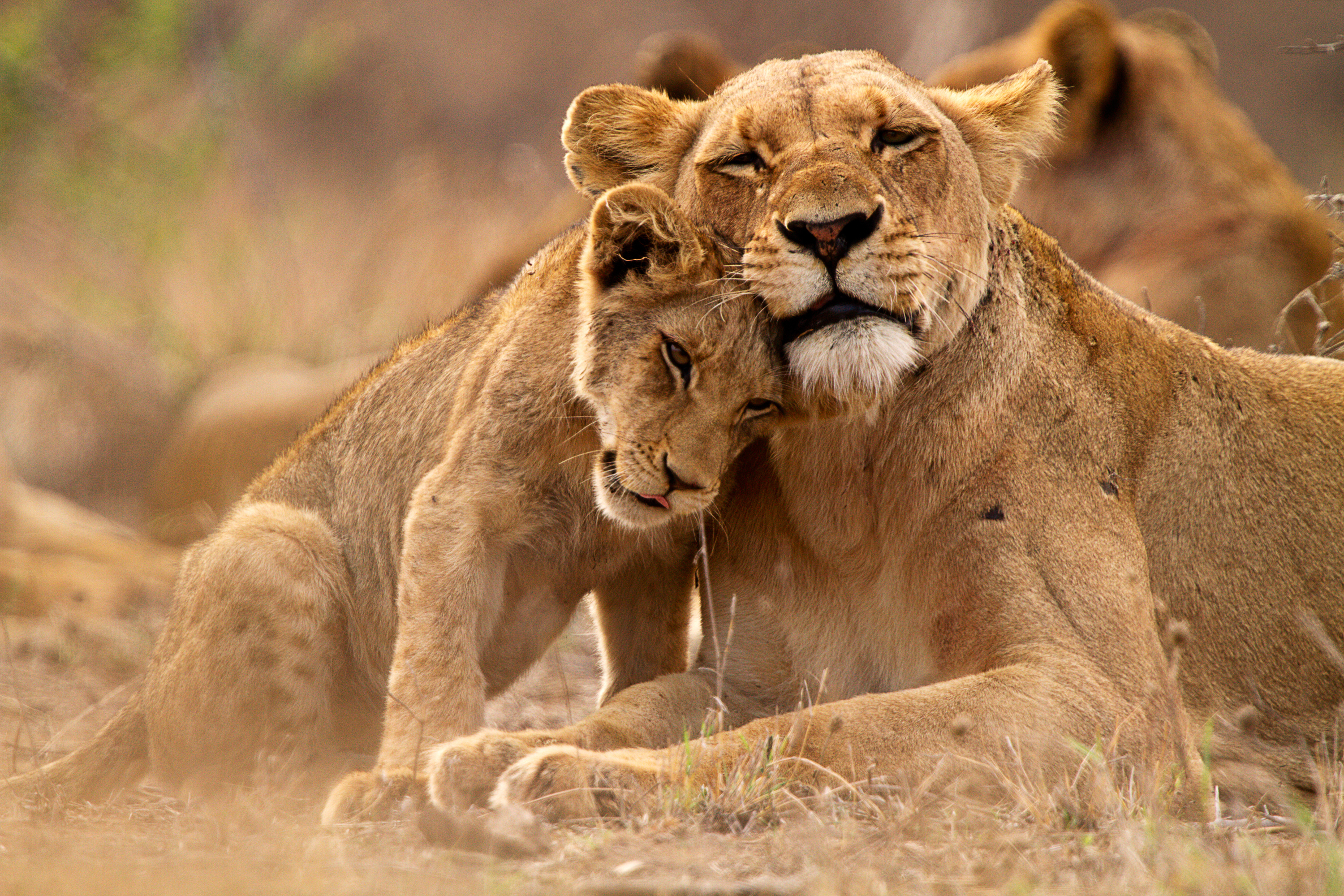 South Africa Lion 1078246298