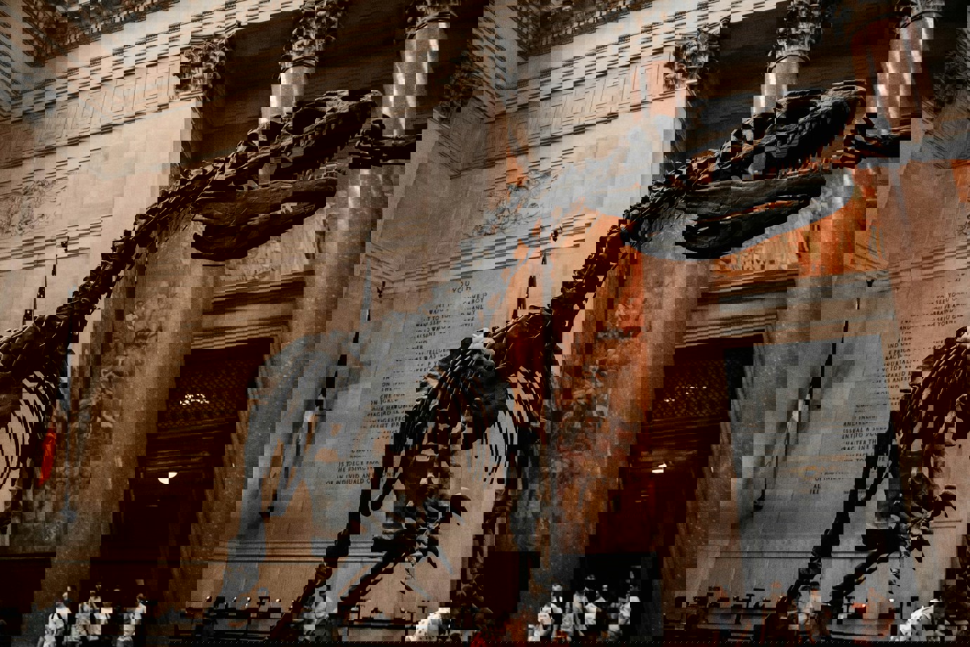 A giant dinosaur display in the American Museum of Natural History