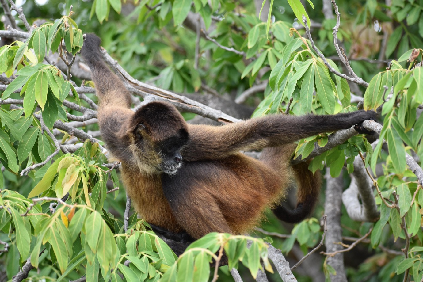 Howler monkey