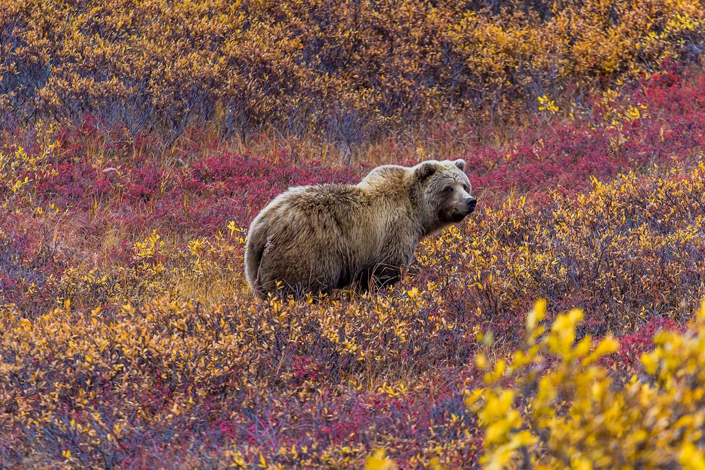 Alaska Brown Bear