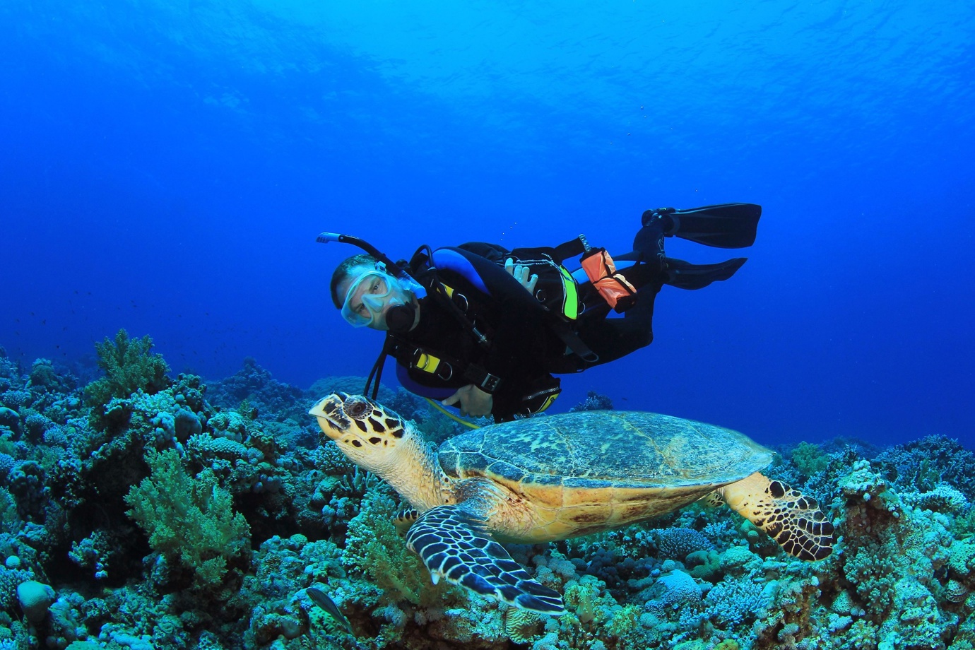 Sea Turtles in Cozumel