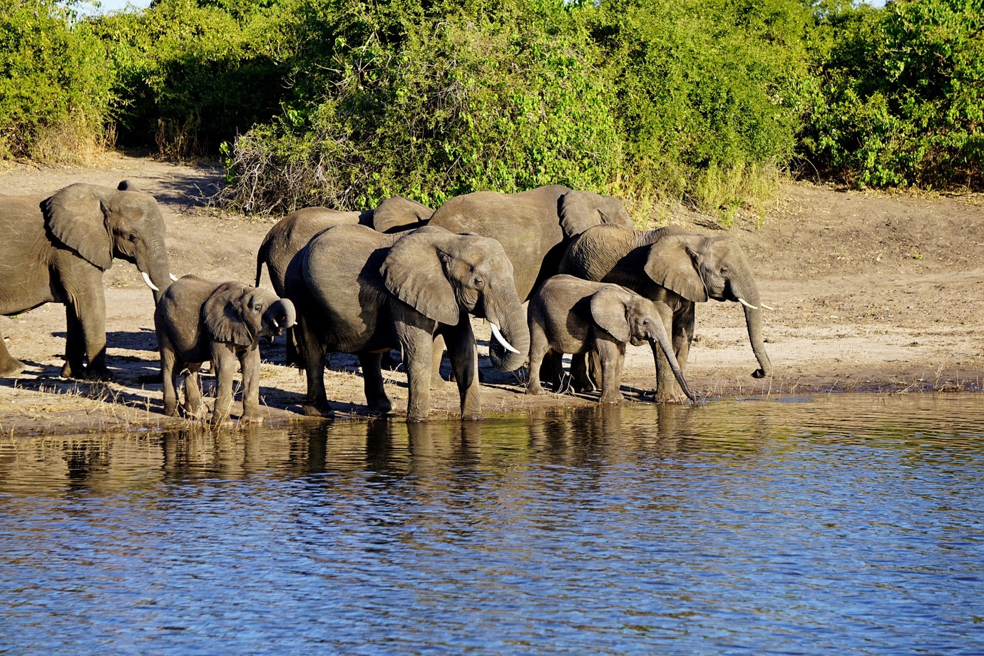 Chobe National Park, Botswana