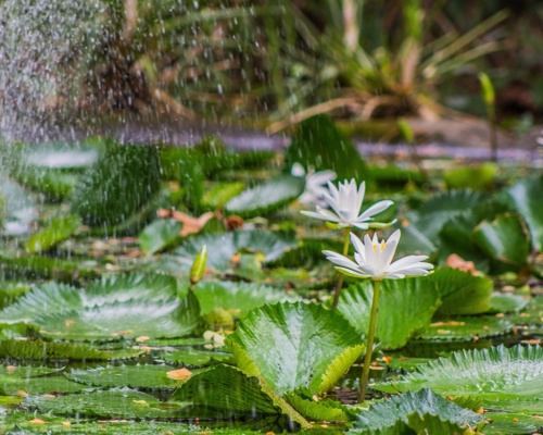 Shutterstock 1026892825 Suva Fiji