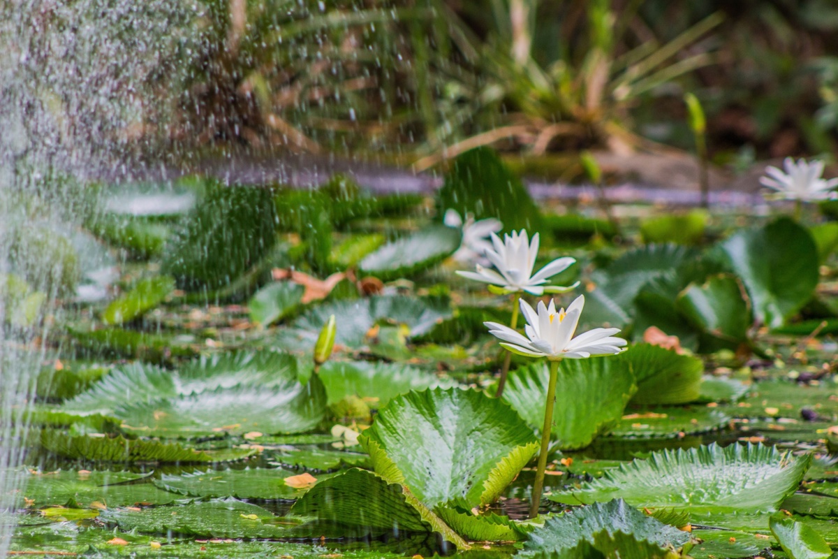 Shutterstock 1026892825 Suva Fiji