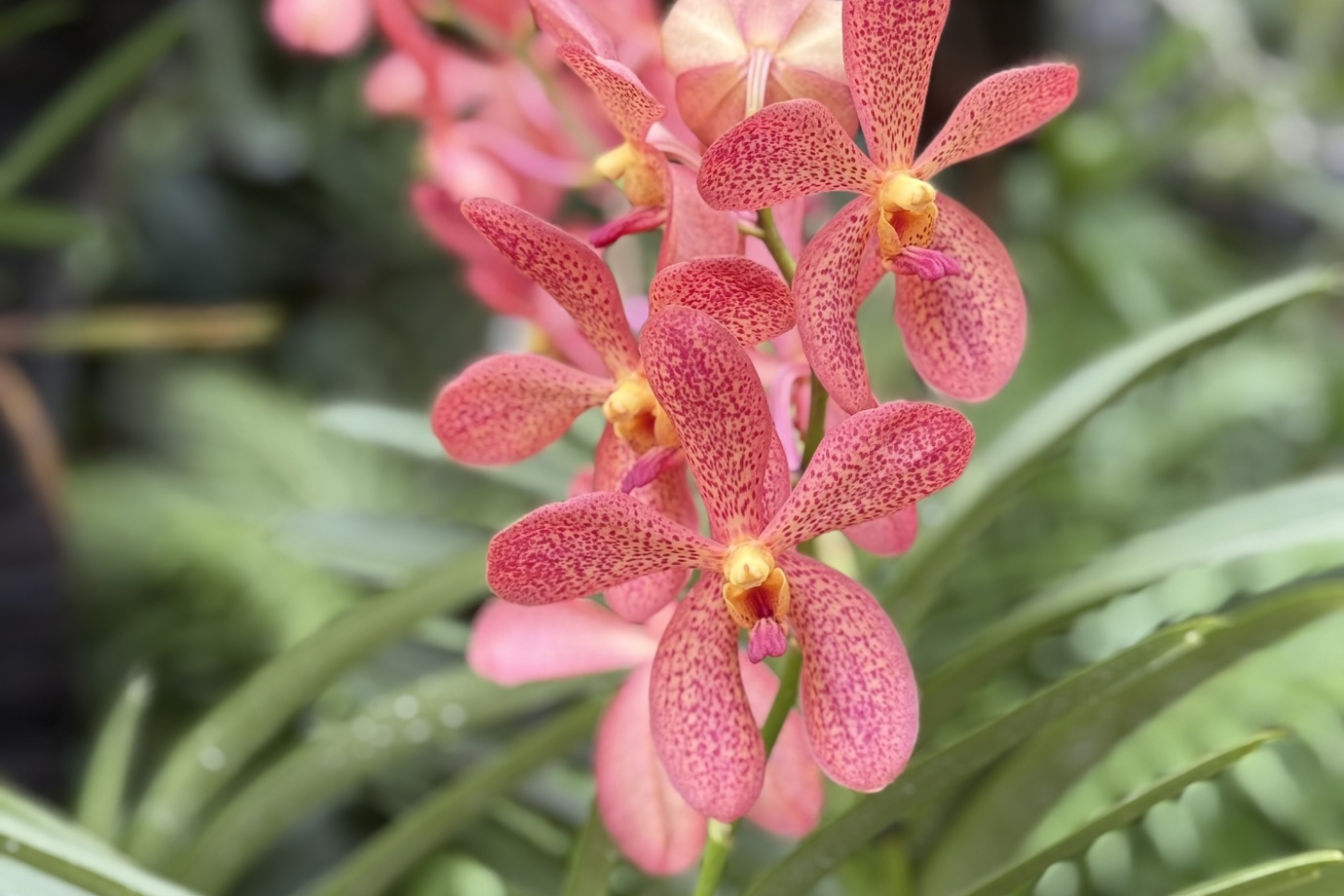 National Orchid Garden