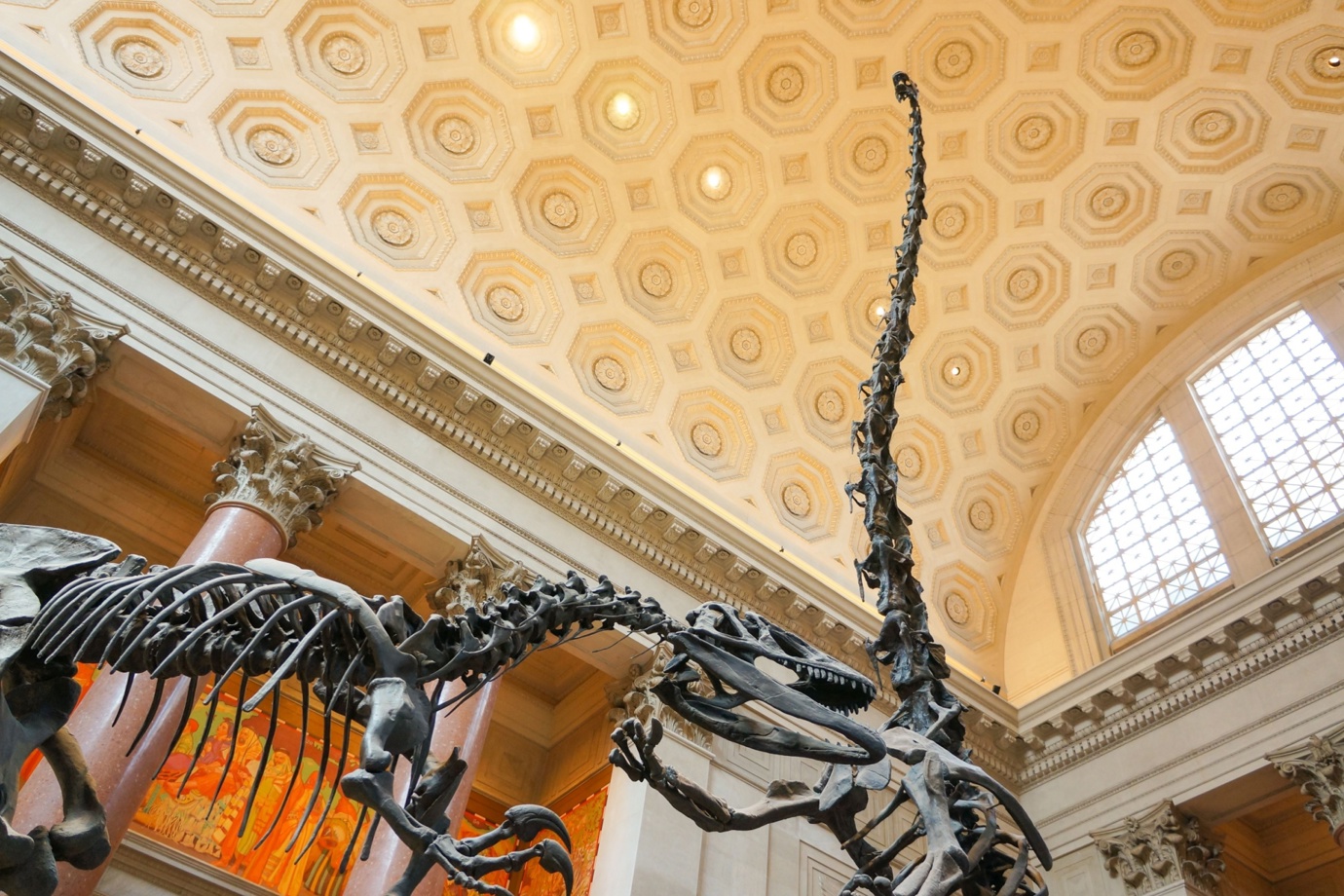 Dinosaur display at the American Museum of Natural History