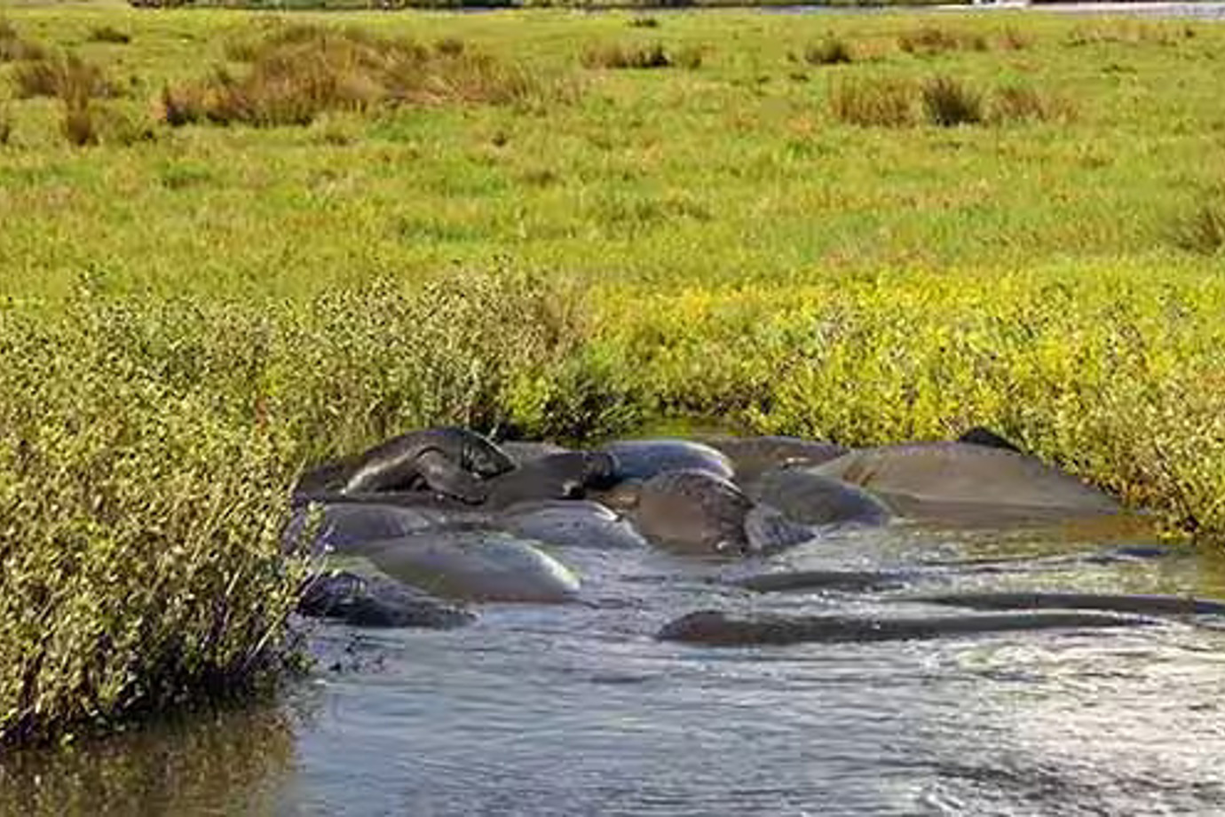 Manatees at Placencia Lagoon