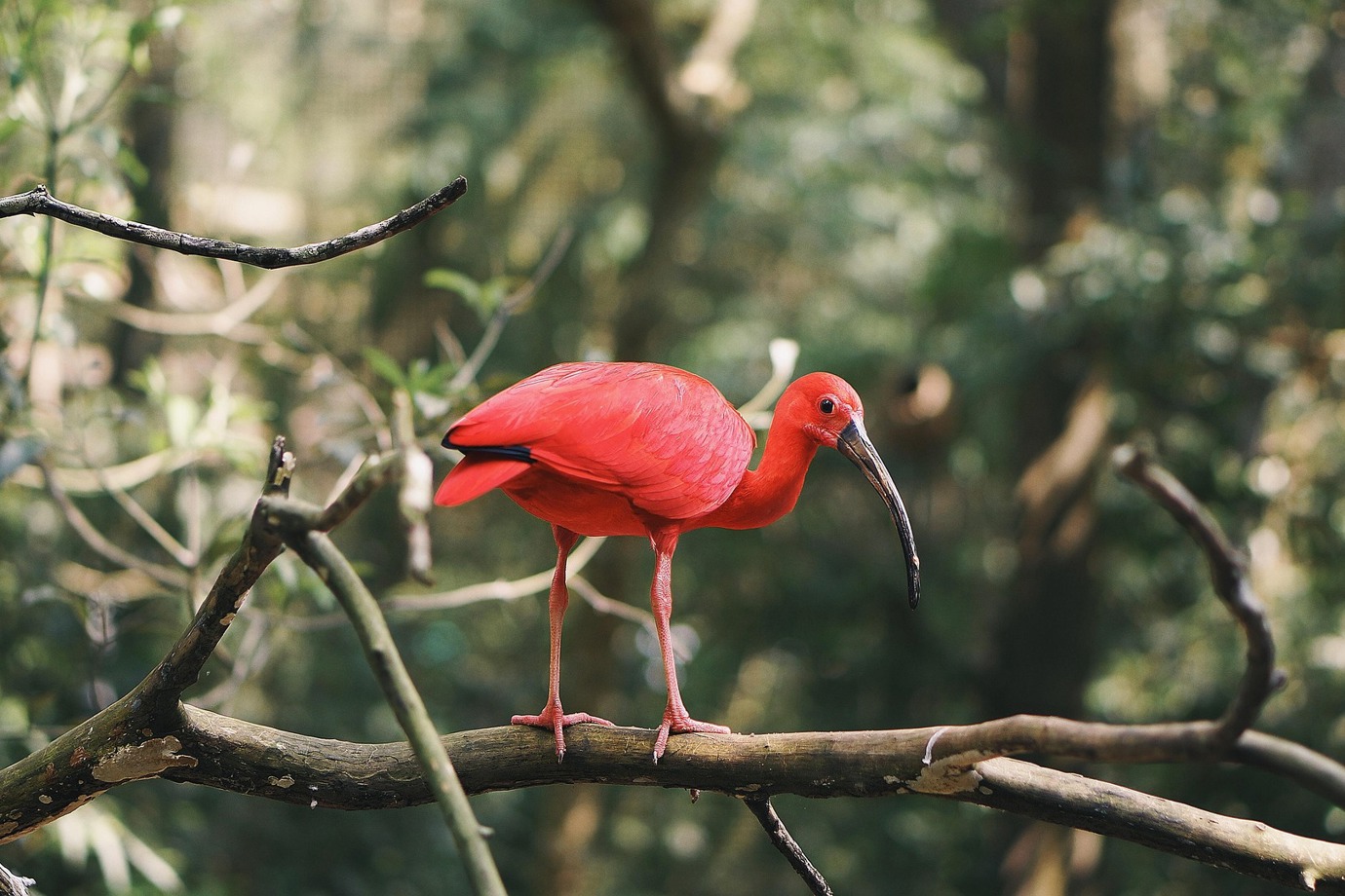 Scarlet Ibis