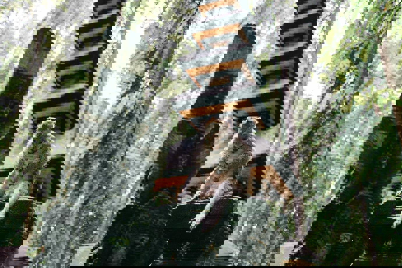 Sacred Monkey Forest Sanctuary