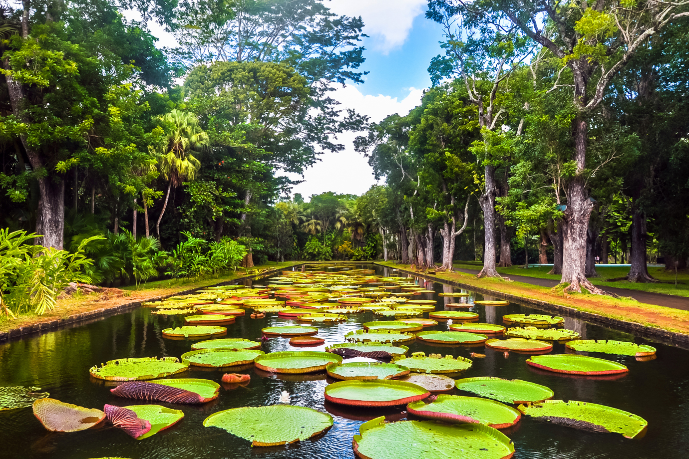 Sir Seewoosagur Ramgoolam Botanical Garden