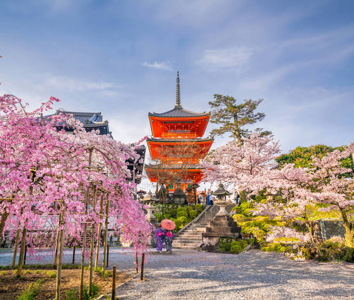 Ultimate Japan & Cherry Blossom