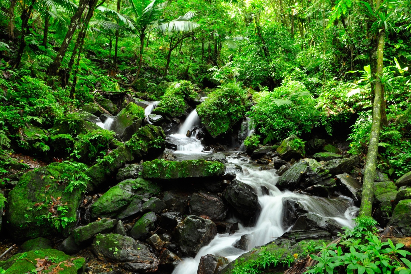 El Yunque Rain Forest