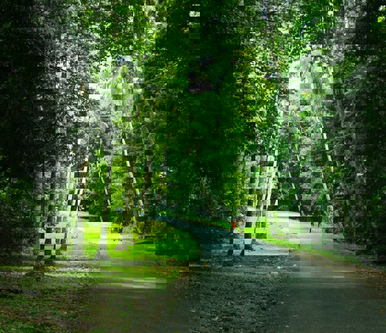 Nature green in Wewak