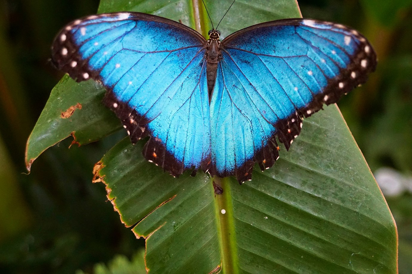 Blue Morpho Butterfly
