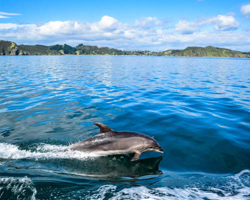 Bay Of Islands Shutterstock 515378599