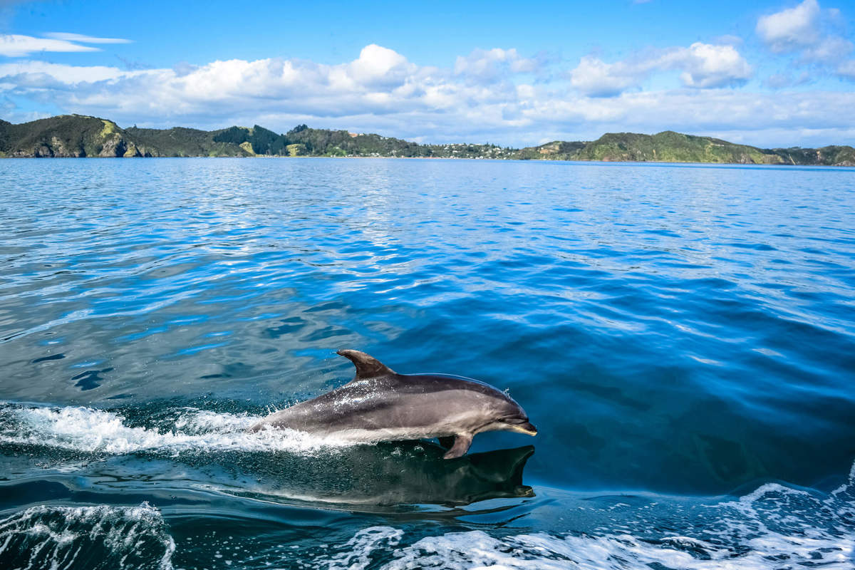 Bay Of Islands Shutterstock 515378599