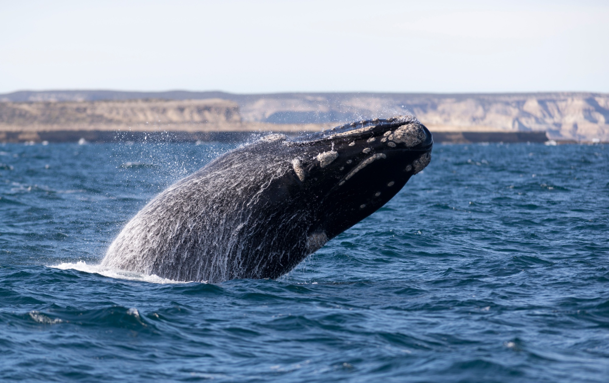 Shutterstock 1496709968 Puerto Madryn Argentina