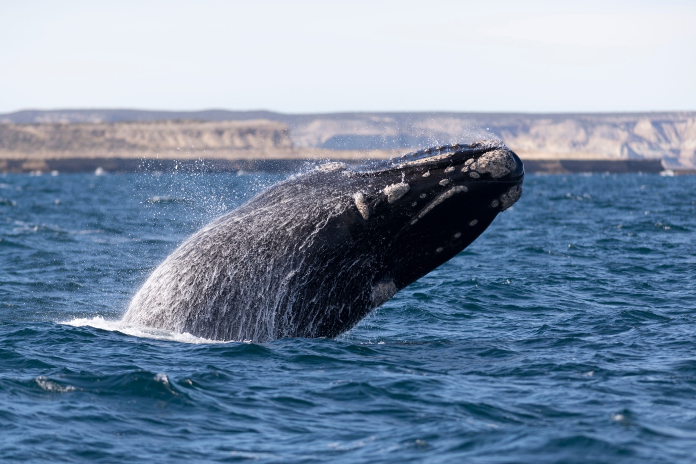 Whale in Puerto Madryn