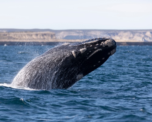 Shutterstock 1496709968 Puerto Madryn Argentina