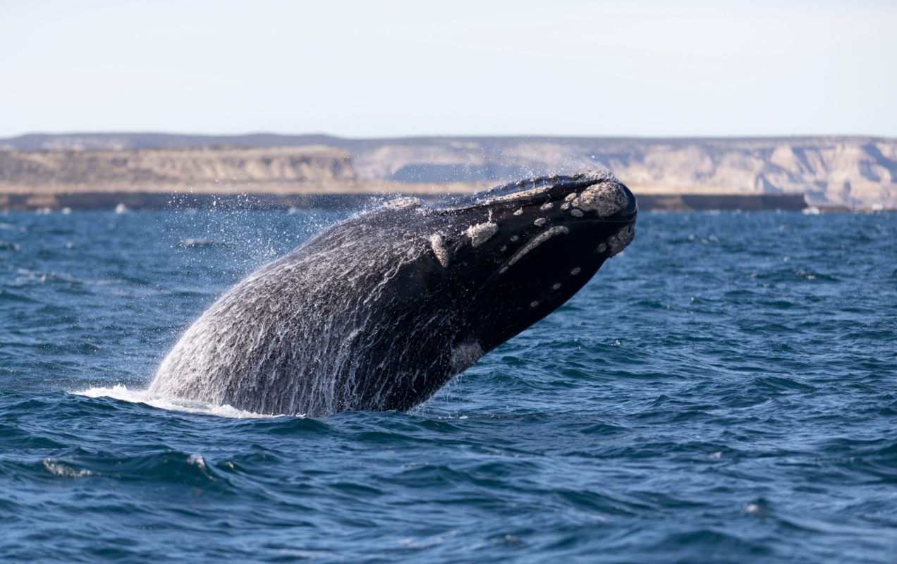 Shutterstock 1496709968 Puerto Madryn Argentina