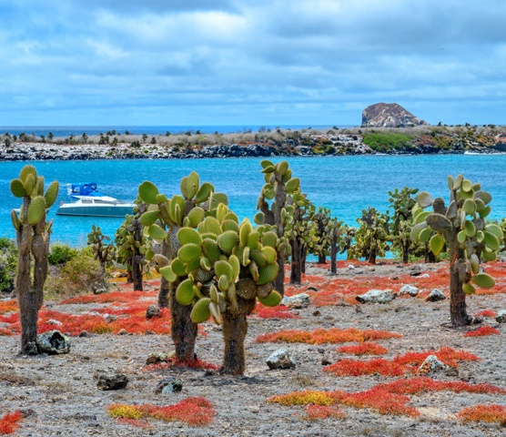 Galapagos Carpetweed at South Plaza Island