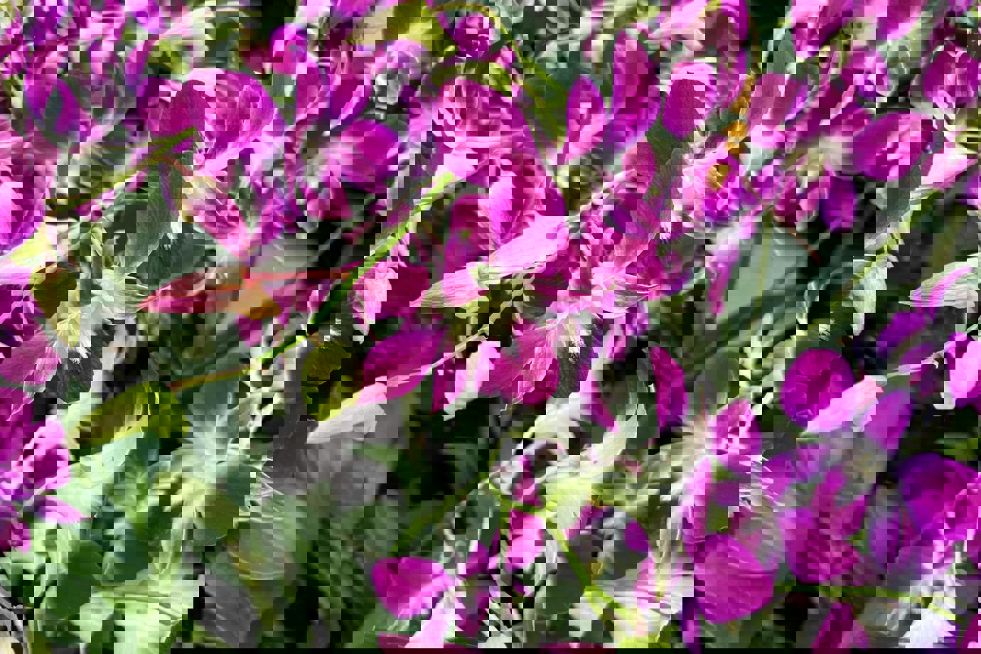 Orchid Garden Display