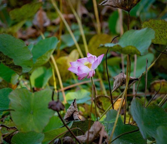 Water Gardens of Vaipahi